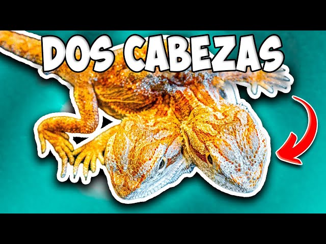 Vídeo relacionado con Topper Bullyland 75598 - Dragón con 2 Cabezas, Naranja