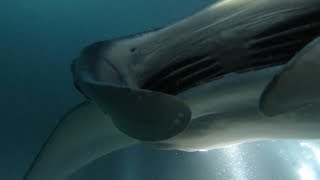 Manta Dive at Fesdu Lagoon, Maldives. #gonediving #bubbledivers #maldives #emperordivers