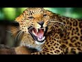 Leopard Documentary NatGeo Eye Of The Leopard HDTV Legendado PT BR Xara