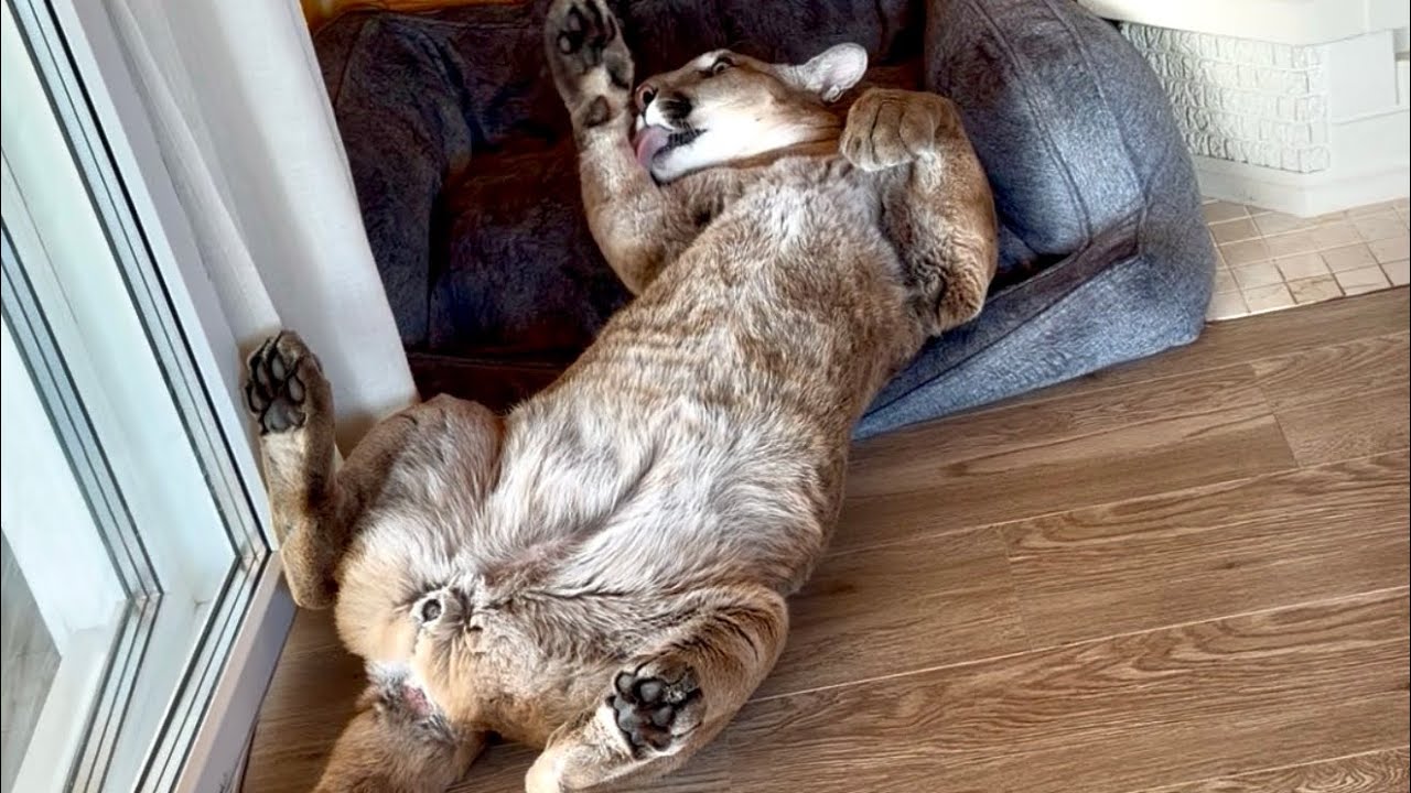 Смешная привычка пумы Месси прежде чем он ляжет спать! 