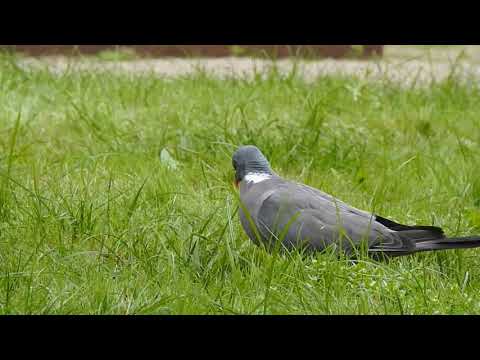 Vídeo de Columba palumbus. <em>© César Fernández González