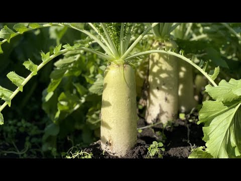 花の種を蒔くのに適した時期はいつですか?ヒックエヌンクは5種スタート！  庭園