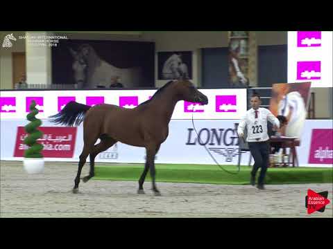 223 MATADOR EL JAMAL Sharjah International 2018