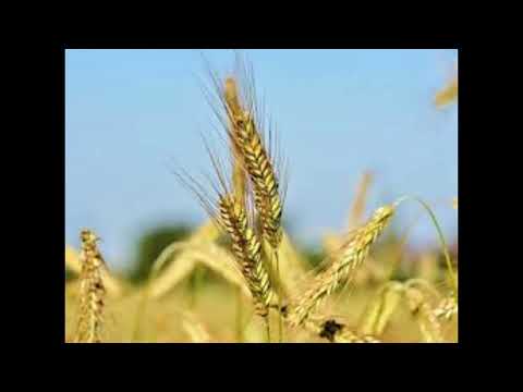 Biljana Trmčić - Ječam žela Kosovka devojka