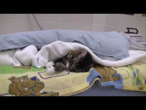 Tour the Leanne B. Roberts Animal Care Center: Top of the Line Spay/Neuter & Veterinary Services