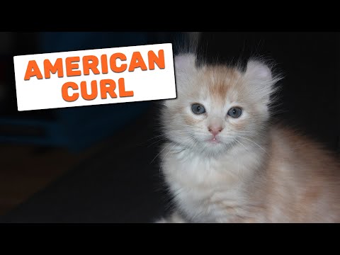 American Curl Cat - Complete Guide For Cat Owner