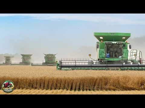 Massive Wheat Harvest: 7 Combines at Work