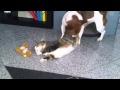Cat And Dog S Love