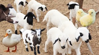 Animals for children, donkey, sheep, duck, chicken, goats, cows, animal sounds, farm animals