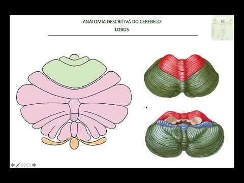 Anatomia do cerebelo