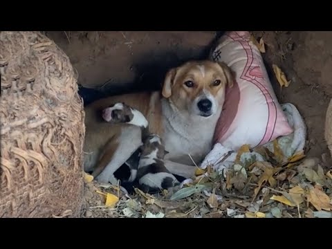 It was -17°C, she was holding her 5 crying children lying in a hole shivering from hunger and cold