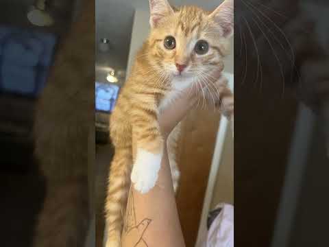 My cat George purrs constantly. #viral #myanimal #cat #mycat