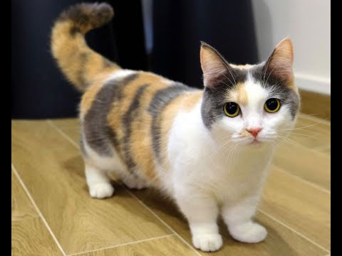 7 These Cat Breeds Have Short Legs