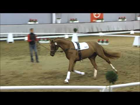 20 Feuerherz  v. Franziskus / Fürst Piccolo