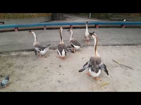 GANSOS AFRICANOS DO RECIFE PE