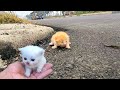 I Adopt Homeless Kittens Meowing On The Side Of The Road Small Rescued Kittens