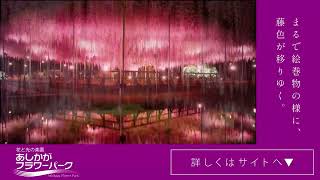 ふじのはな物語 - 大藤まつり -　15秒プロモーション動画②