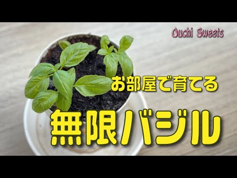 バジルのカプリ風サラダ