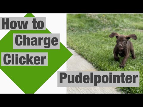 Step 1 - Charging The Clicker - Pudelpointer - NAVHDA Journey