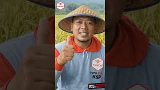 Pupuk HSP Astiva... kolaborasi Phospat dan Asam Humat