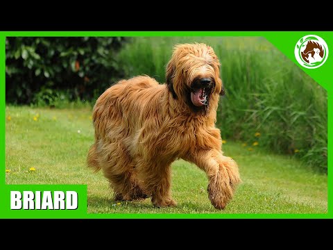 10 Facts About the Briard Dog