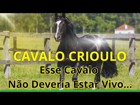 Crioulo Horse: The Brazilian Breed That Defies Nature and Intrigues Science