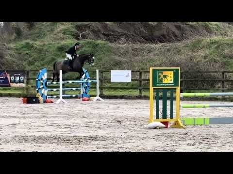 6 year old Showjumper - Image 2