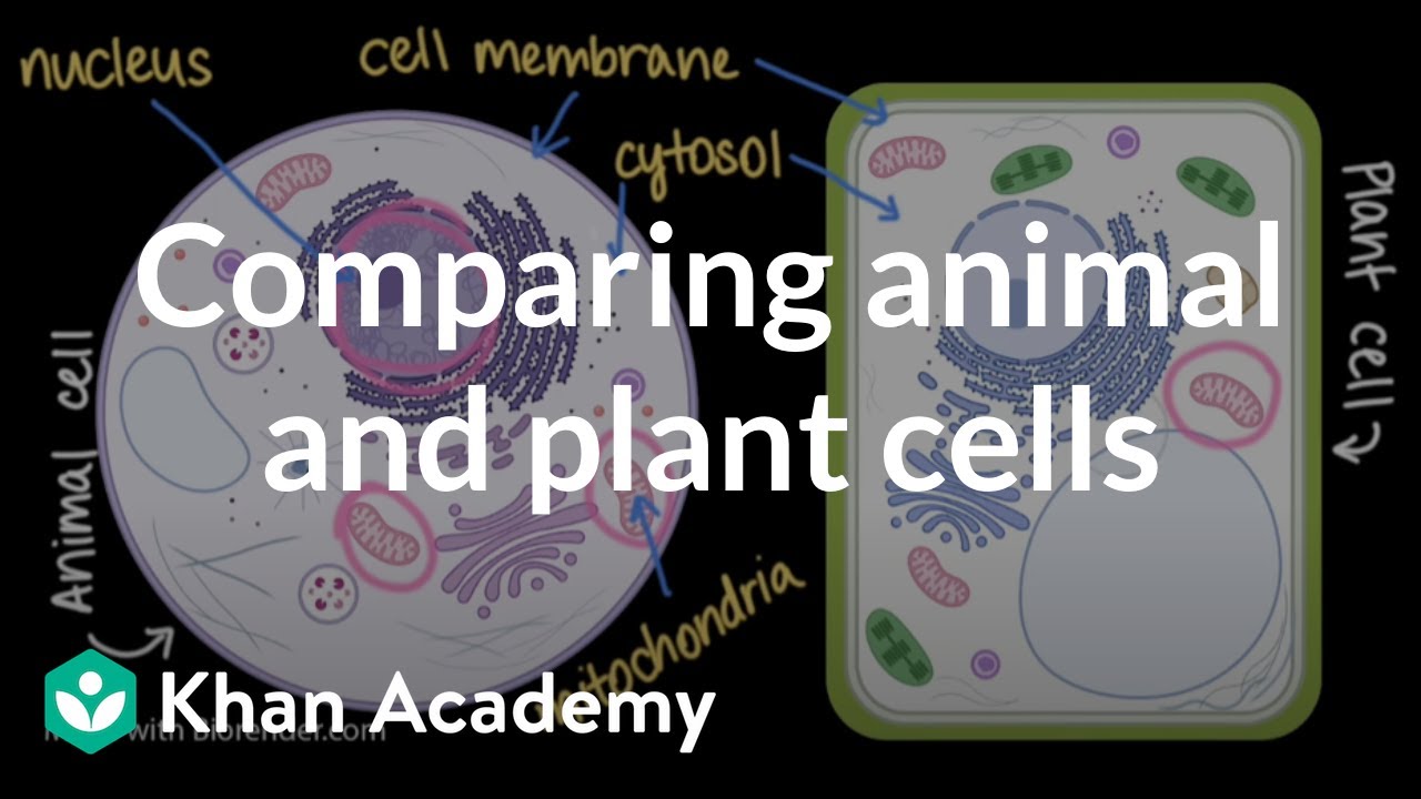 Comparing animal and plant cells | Cells and organisms | Middle school biology | Khan Academy