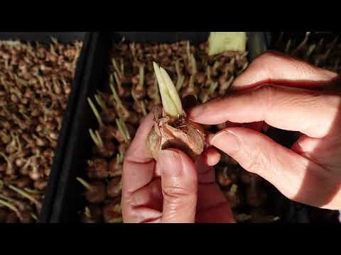 園芸 サフラン栽培