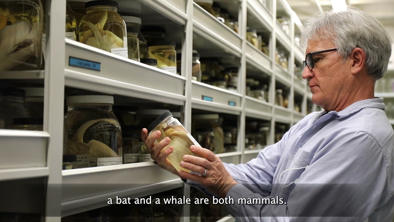 Why Science? Director Gavin Naylor, Florida Program for Shark Research