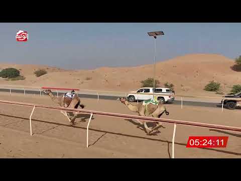  الشوط 13 (مياس) لـ احمد خليفة حميد بن ركاض العليلي 8:12 , شارة الديوان 2025/10/26 ايذاع اللبسه 