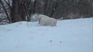 preview picture of video 'Bull terrier and snow / Були на каникулах part 01'