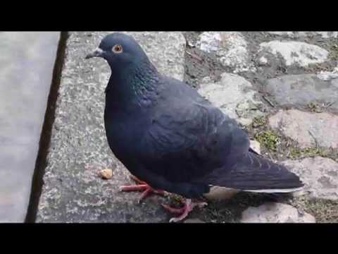 freiburger tauben am münsterplatz in der mittagspause
