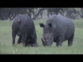 Rhino Kills Buffalo (Big 5 Epic Battle) 