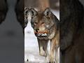 Animals That Will Extinct Soon Shorts