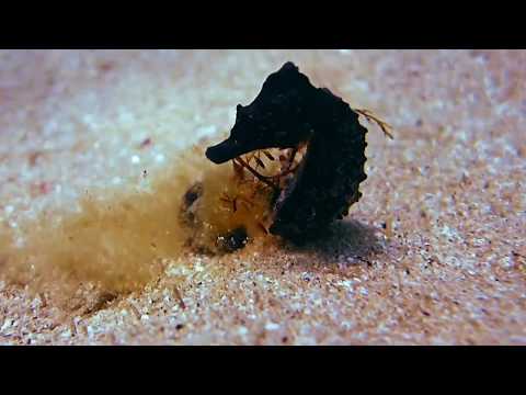 Hippocampus hippocampus