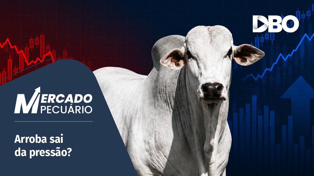 Boi gordo: mercado já projeta recuperação da arroba após o efeito China?