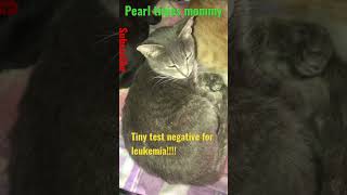 Download lagu Falling in love with you!! My heart goes out to animals:) #cats #animals #pets #shorts mp3