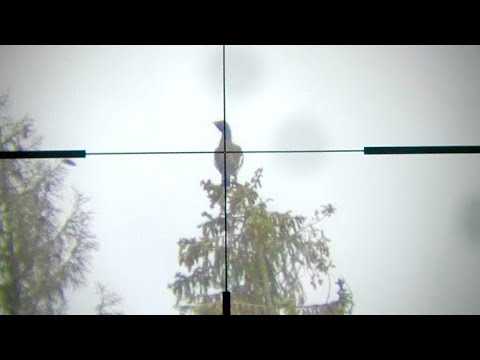 Capercaillie hunting, hits and missed shots