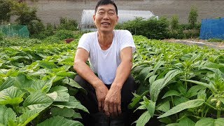 안녕하세요 성호육묘장입니다.오늘은 제가 여기 들깨 심은곳에???