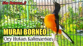 Download lagu LANGSUNG GACOR BONGKAR ISIAN ~ PANCINGAN MURAI BATU BORNEO. mp3 Download lagu LANGSUNG GACOR BONGKAR ISIAN ~ PANCINGAN MURAI BATU BORNEO. mp3