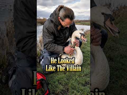 He Looked Like The Villain#Swan #AnimalRescue #Wildlife