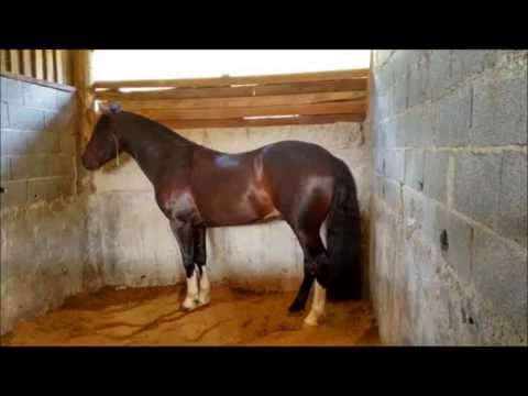 Lamarca da Bela Aliança