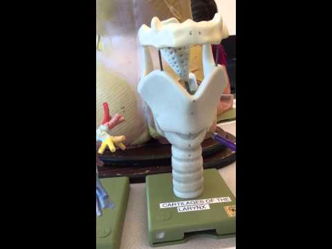 Anatomy 2 Cartilages of the Larynx