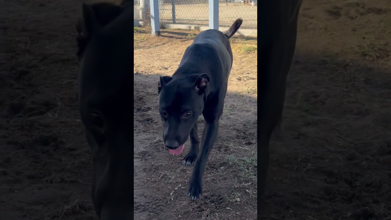 Enlarge Princess Celestia, a Adoptable mixed breed in Bakersfield, CA video 2/5