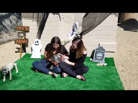 SCRAPPY, an adopted Poodle & Skye Terrier Mix in Phoenix, AZ_image-1