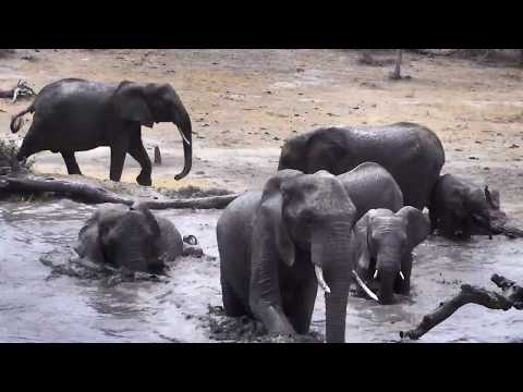 Djuma: Breeding herd of Elephants having a splashing time at pan - 11:52 - 10/11/18