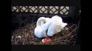 Swan's Nest with 6 newly born baby cygnets under her wings