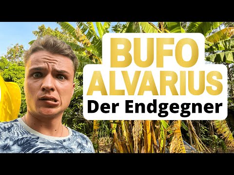 Und auf einmal war ich weg! Bufo Alvarius / 5-Meo-DMT Erfahrung.