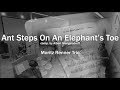 Ant Steps On An Elephant's Toe // Moritz Renner Trio